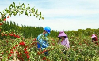 青海都蘭枸杞廢枝變生物質(zhì)能源